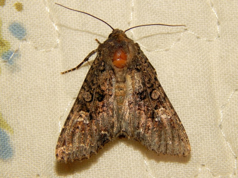 Identificazione Noctuidae 1